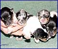R-puppies - 8 days
