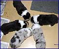S-puppies - 1 month