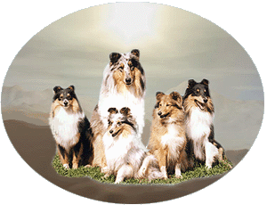Home Tete-a-Tete Elliette and shelties Marvithall : Veronika, Smily, Pappilotta, Starlet.